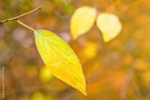 Yellow leaf hanging on the branch. Background of autumn leaves. Fall in park. Background of leaves. A lonely yellow autumn leaf hanging on a tree branch in the park. Autumn season. Melancholy concept