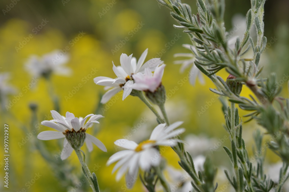 Obraz premium white flowers on green and yellow background