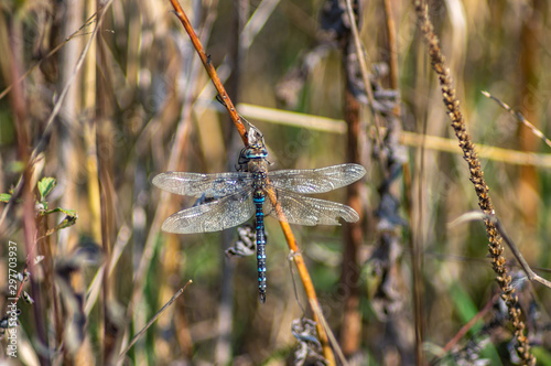 Dragonfly sitting on a blade of grass photo