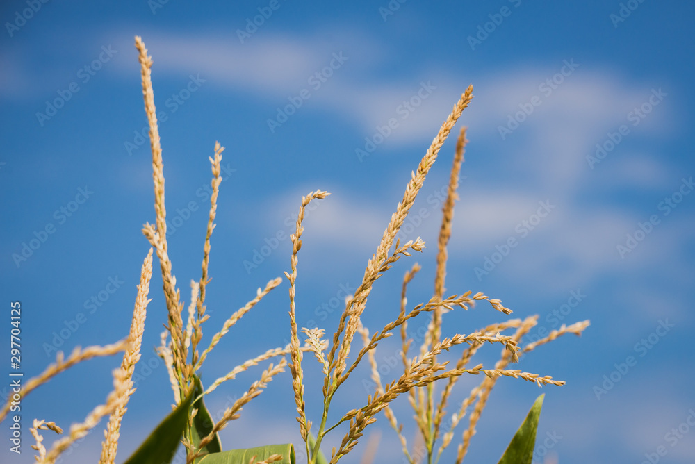 Fototapeta premium wheat and blue sky