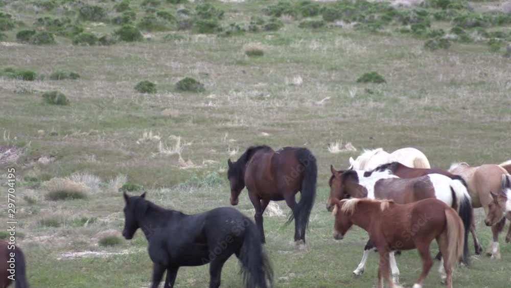 Wild Horses in Spring in the Utah Desert Wild Horses in Spring in the Utah Desert
