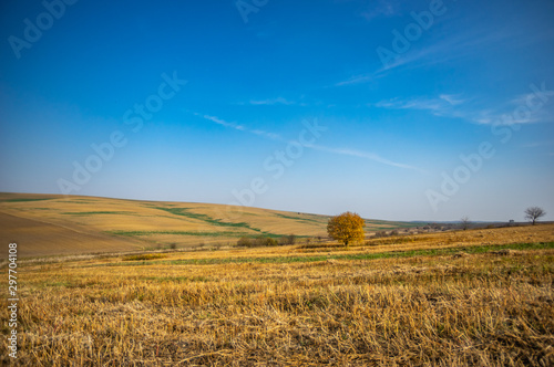 Tree among the field in the autumn afternoon