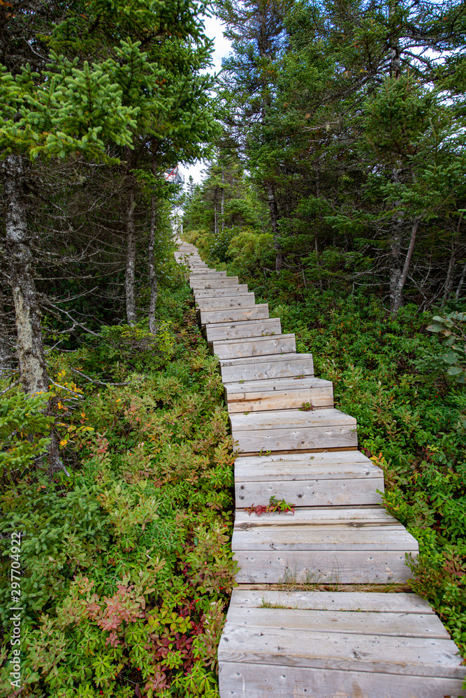 Narrow wood steps leading up to a cluster of deep rich green trees. The steps are grey and worn and part of a hiking trail. There's blue sky and clouds in the background at the end of the steps. 