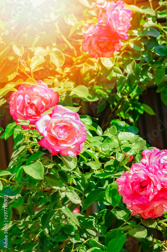 beautiful rose in a park on the nature background