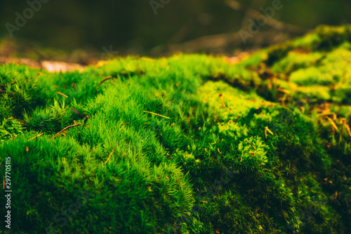 Beautiful green moss in the forest of Adrspach-Teplice Rocks