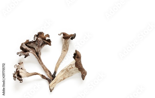 black chanterelle mushrooms on a white paper background © shabbydecor