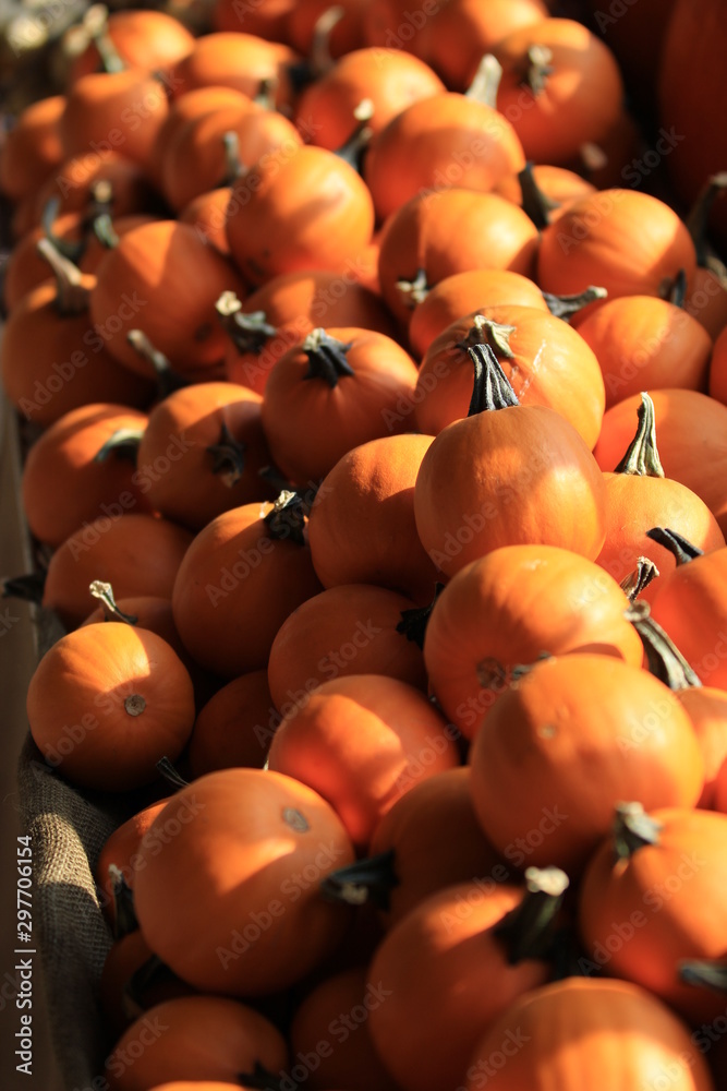 Pumpkin season of the year
