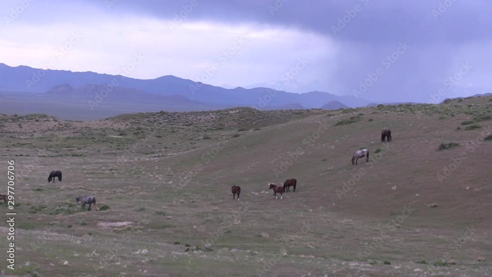 Wild Horses in Spring in the Utah Desert Wild Horses in Spring in the Utah Desert