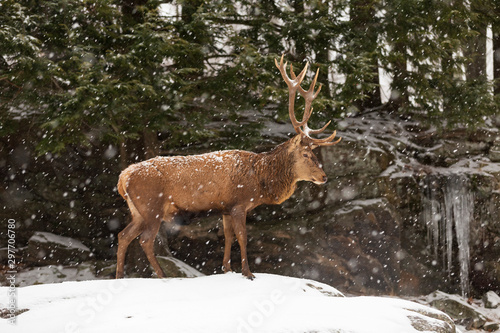 An elk in a winter scene © Joe