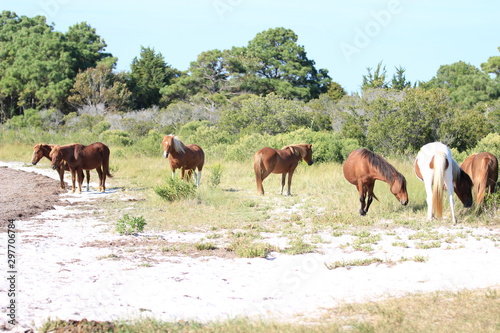 herd of wild ponies on pasture