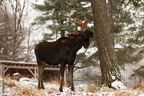 A lone male moose in winter