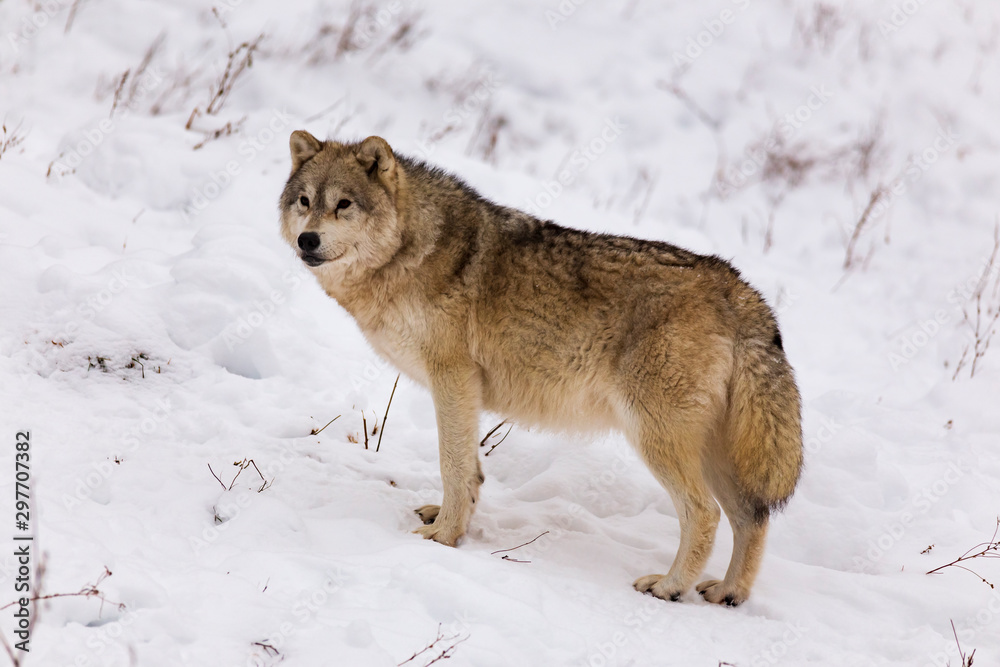 Obraz premium An Arctic Wolf in winter