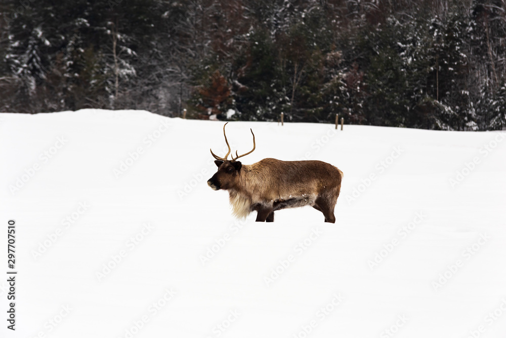 Caribou in a winter scene Caribou in a winter scene