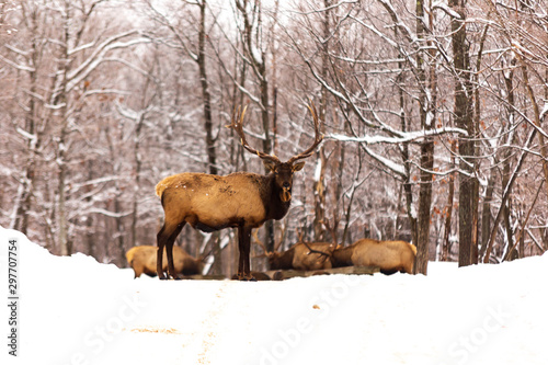 An elk in a winter scene