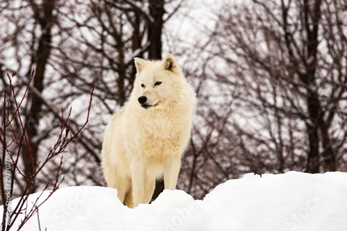 An Arctic Wolf in winter