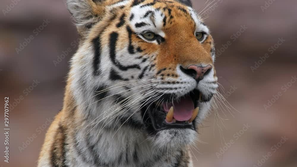 Siberian tiger (Panthera tigris altaica) tigress portrait