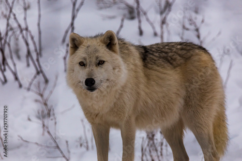 An Arctic Wolf in winter © Joe