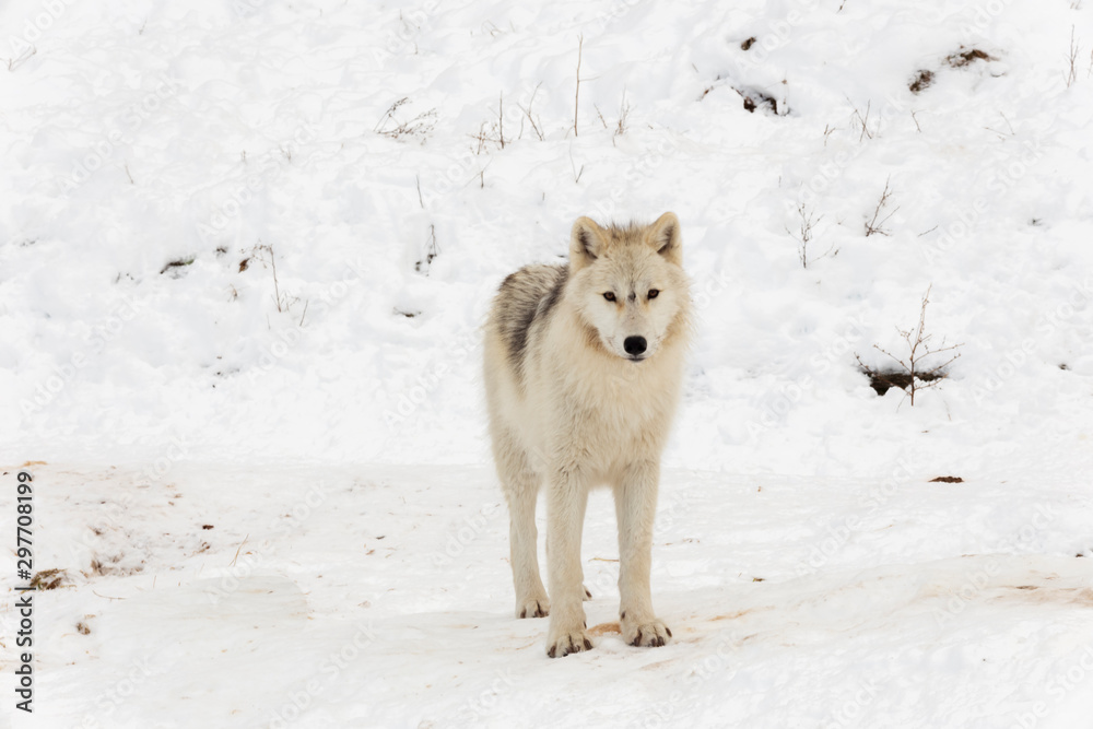 Naklejka premium An Arctic Wolf in winter