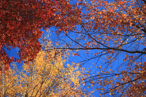 Blue Sky and Autumn leaves