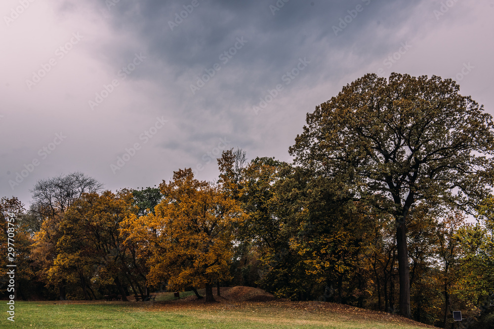 Fototapeta premium tree in autumn