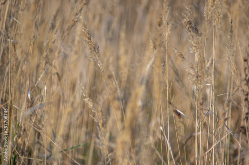 Dry grass on the shore in autumn