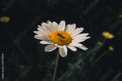 daisy with insect