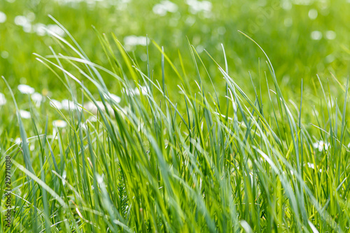 close up meadow long green grass in nature