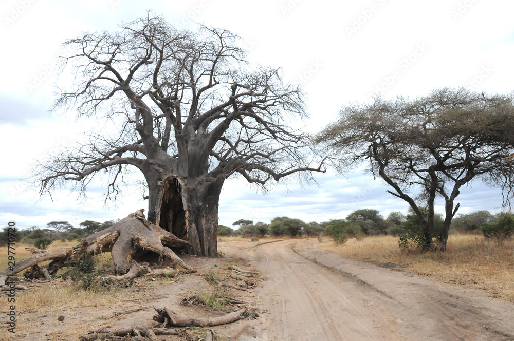 Baobab tree in Serengeti, Tanzania Baobab tree in Serengeti, Tanzania