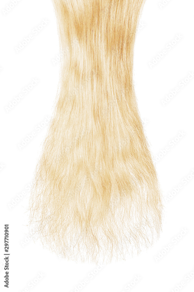 Long damaged straight blond hair isolated on white background Long damaged straight blond hair isolated on white background