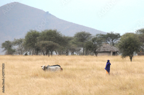 Maasai and domesticated cows in grass field, Serengeti, Tanzania. © Chakkrapan
