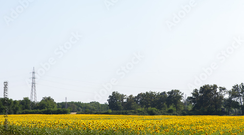 Sunflower field background