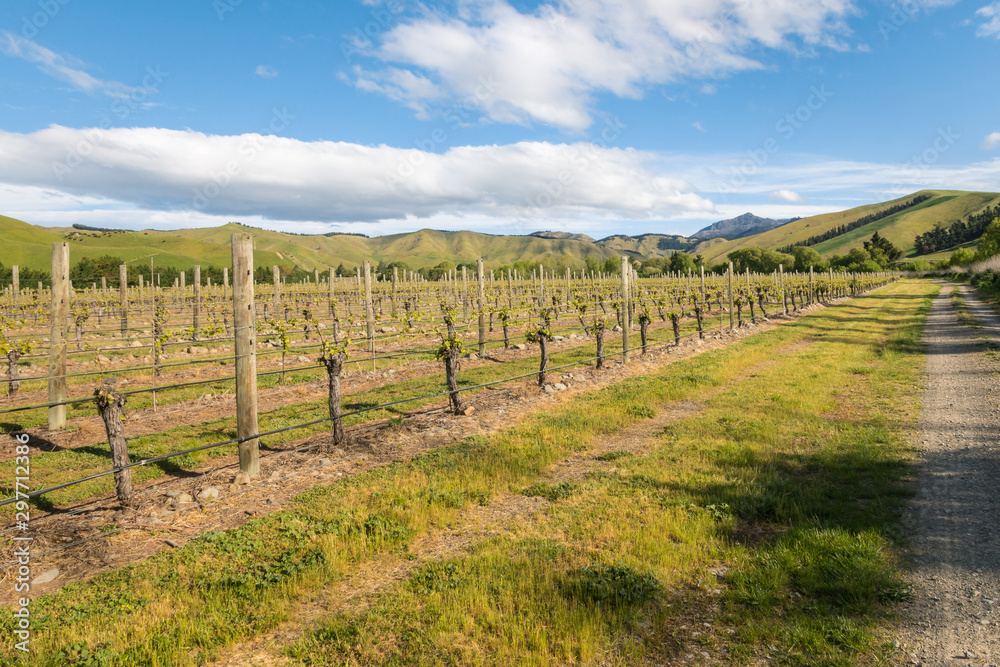 New Zealand vineyards landscape in springtime with blue sky and copy space