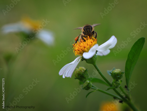 Honeybee