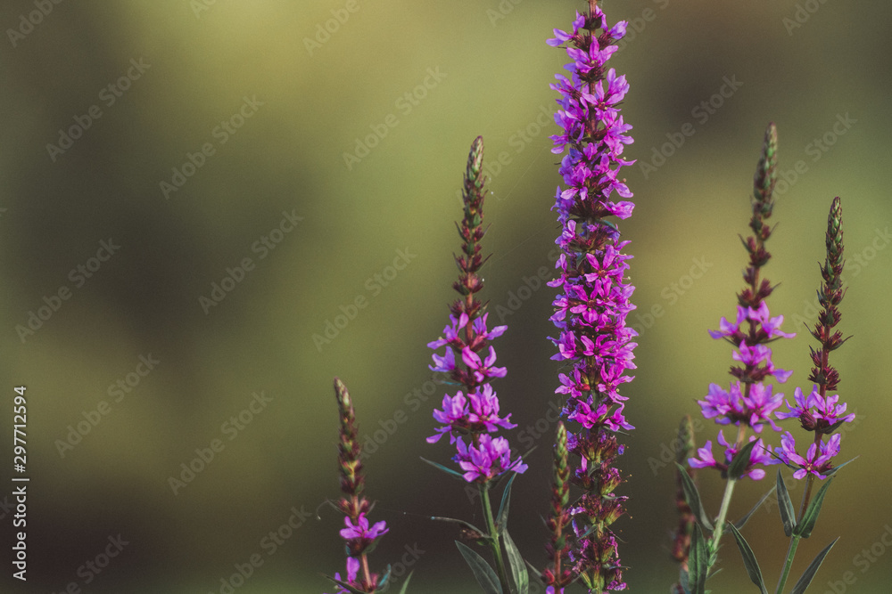 Fototapeta premium purple flowers in field