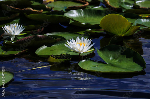 Everglades Lilly