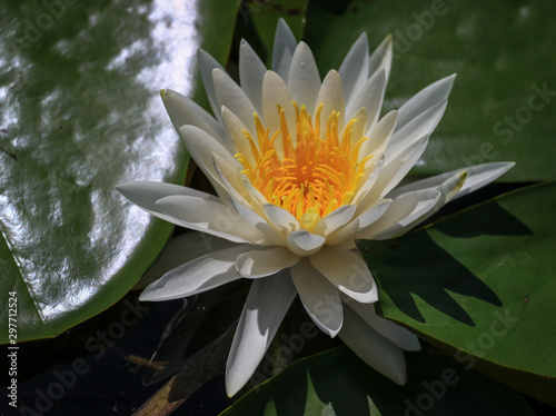 water Lilly