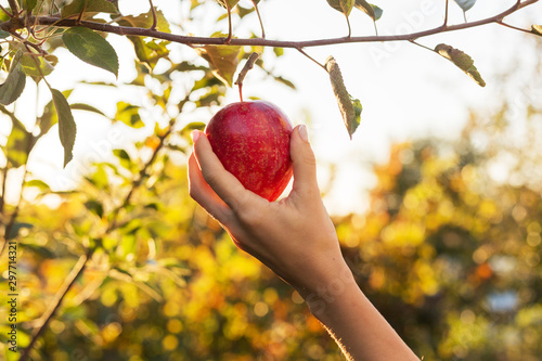 Female hand holds beautiful tasty red apple on branch of apple tree in orchard, harvesting. Autumn harvest in the garden outside. Village, rustic style.