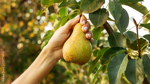 Fotografia Female hand holds beautiful tasty ripe pear on branch of pear tree in orchard for food or juice, harvesting