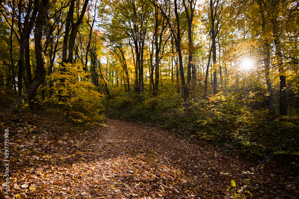 autumn in the forest