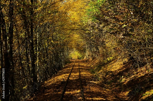 a railway through the forest