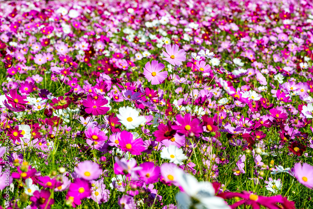 Naklejka premium 三光のコスモス