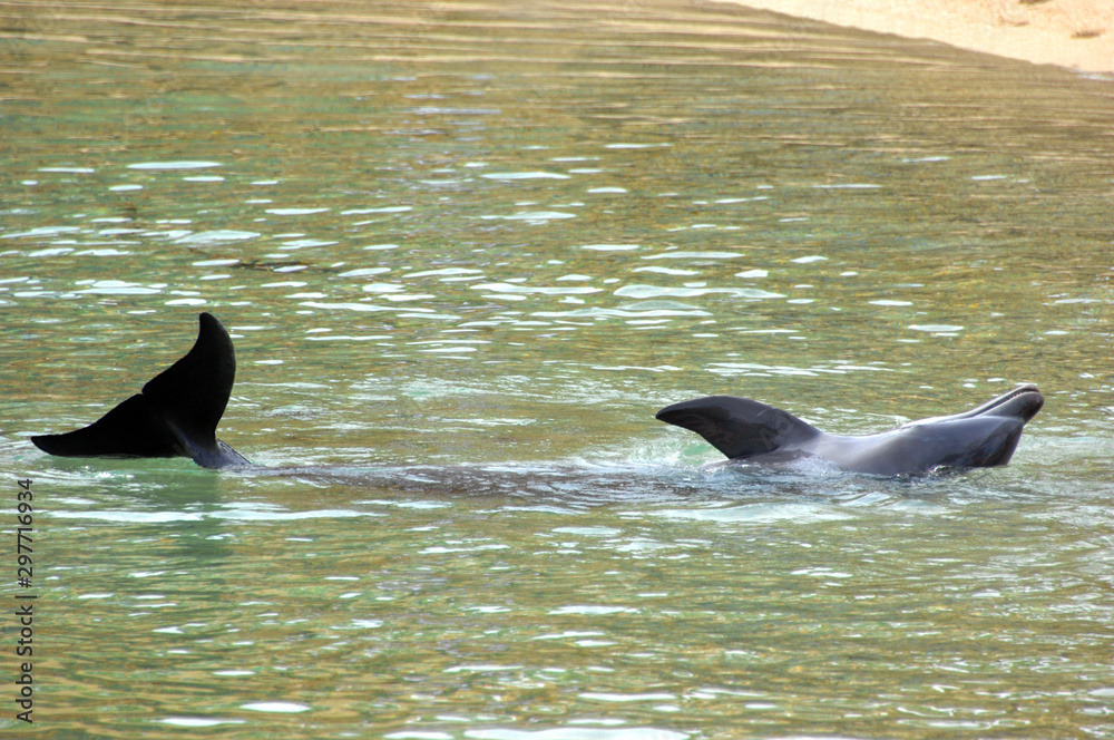 Fototapeta premium Grounded Dolphin