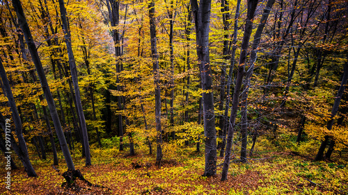 forest in autumn