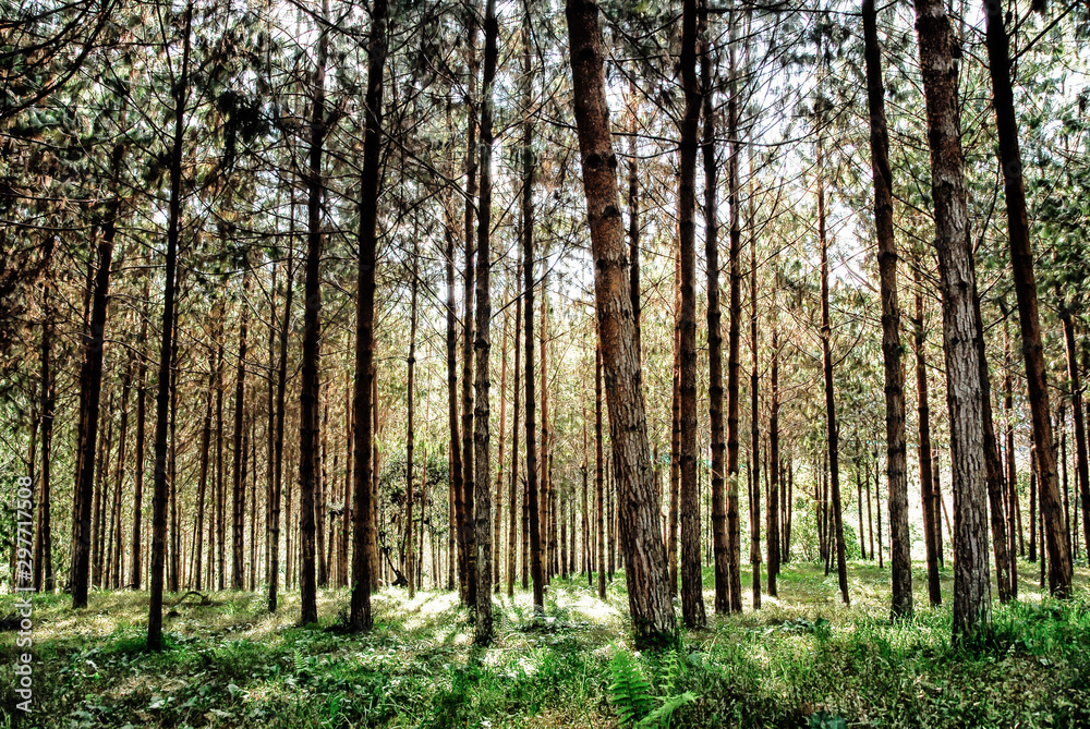 Fototapeta premium Cultivos de Pino en Manizales Caldas Colombia, arboles, cultivo de arboles y madera