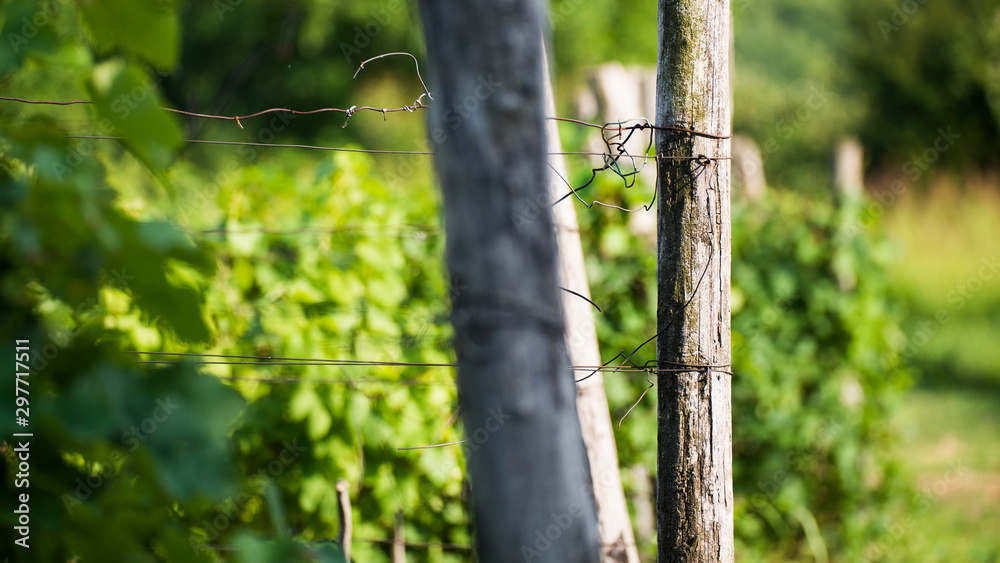 Vineyard Vineyard
