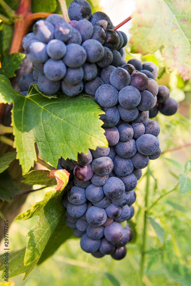 grapes on the vine