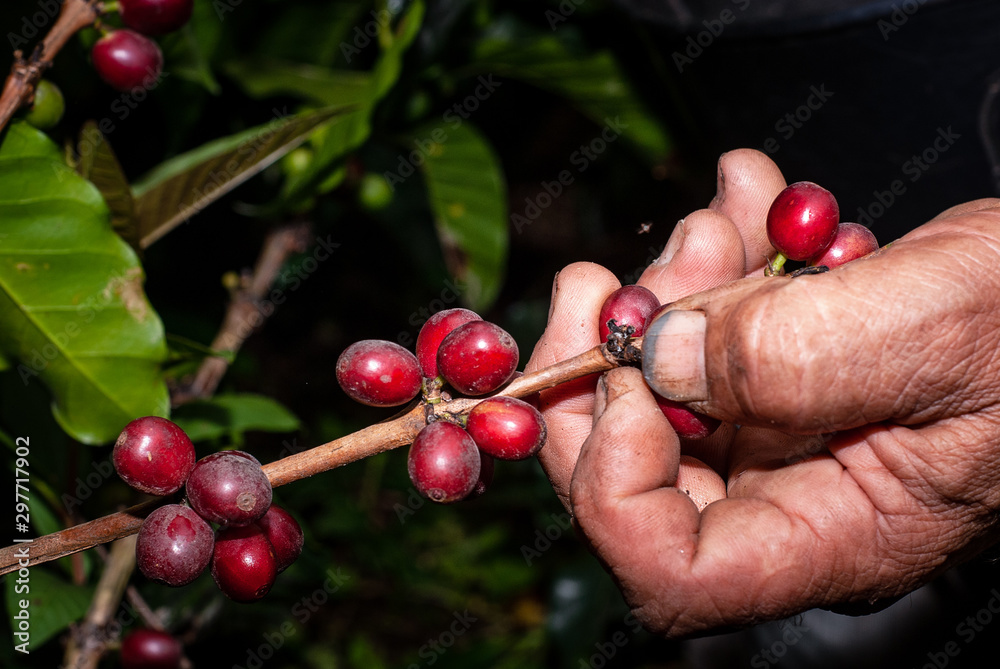 Cafetales en Chinchiná Caldas, café y revisión de el producto en el