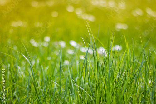 bright long green grass in nature light blurred bokeh background