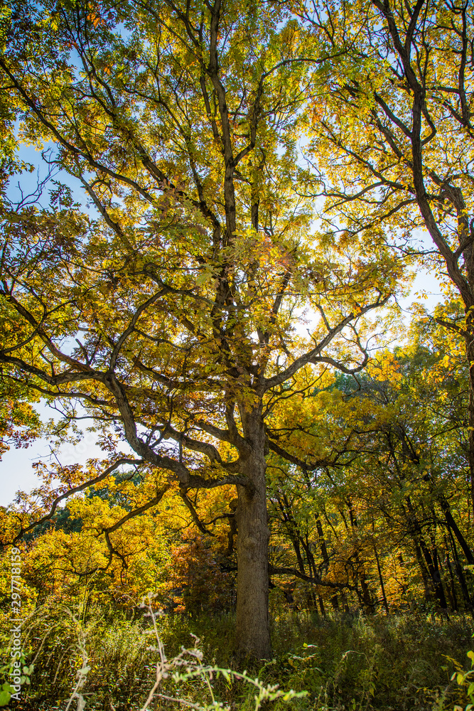 Oak Tree in Fall Oak Tree in Fall