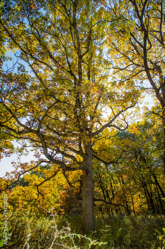 Oak Tree in Fall